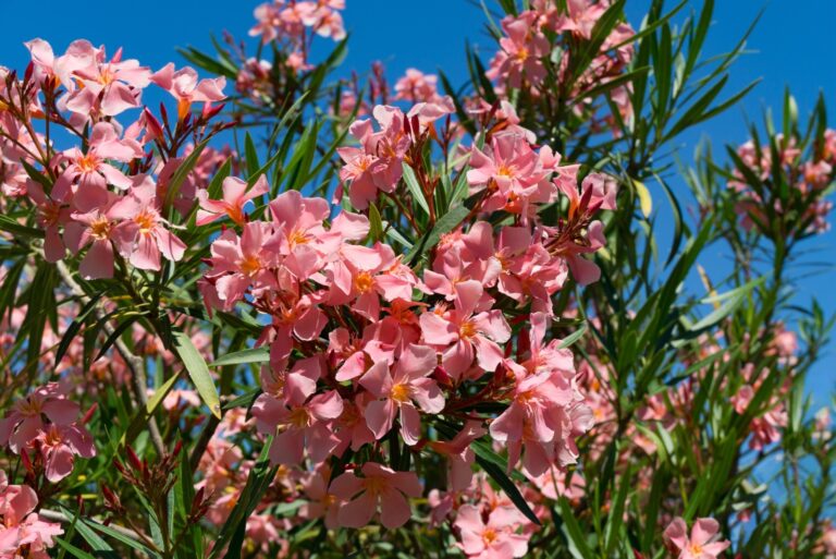 oleander flower