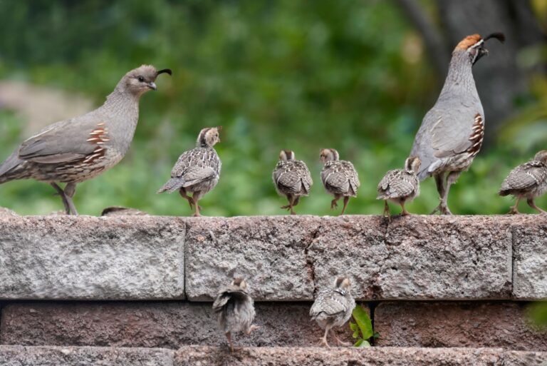 california quails