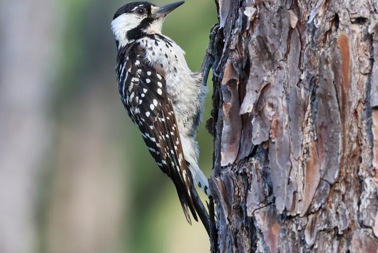 Female Red Cockaded Woodpecker