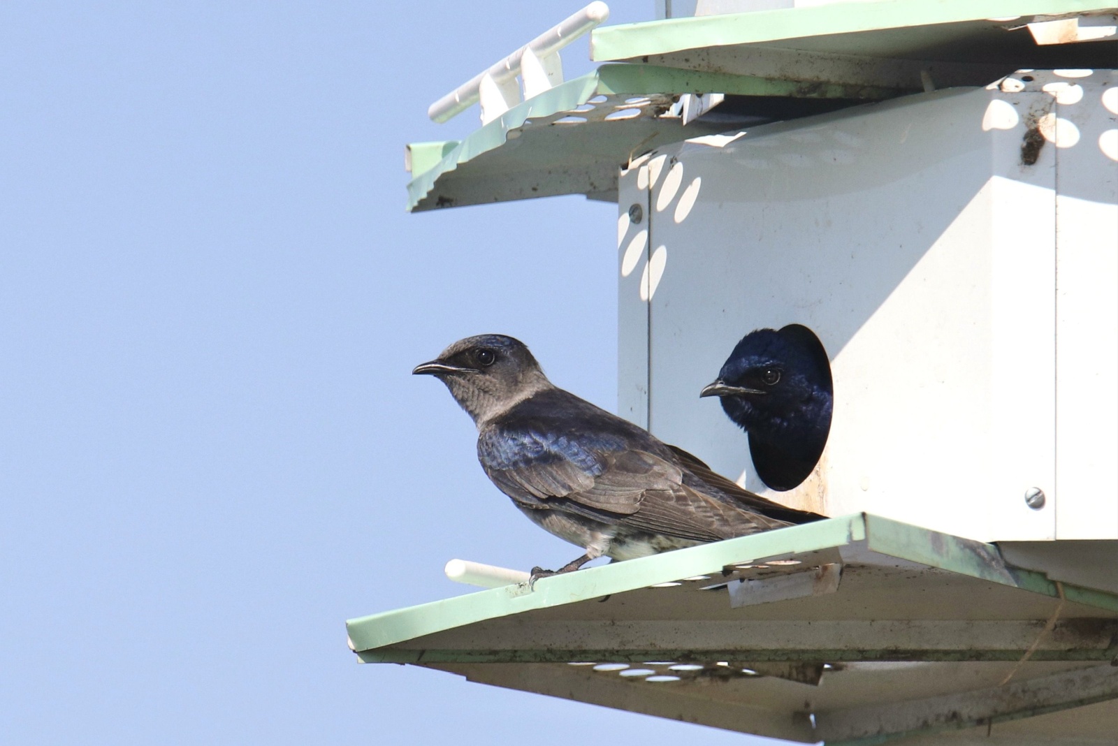 10 Proven Ways To Attract Purple Martins To Your Ohio Backyard
