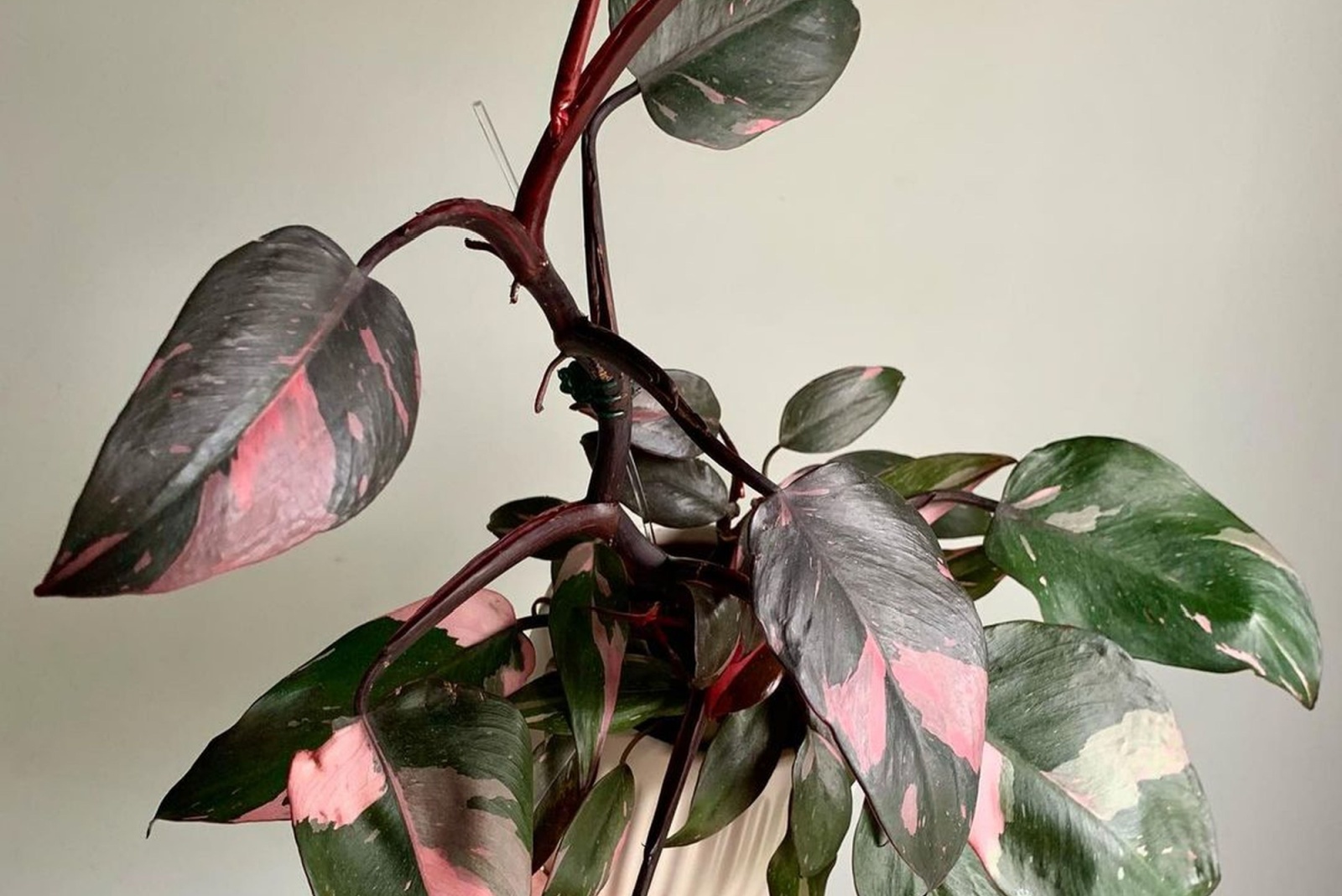 10 Rare Houseplants In Grandma’s Home In Indiana That Could Be Worth A Fortune