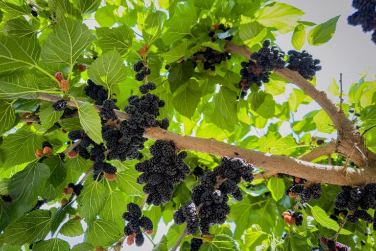 Many black mulberry fruits with green leaves