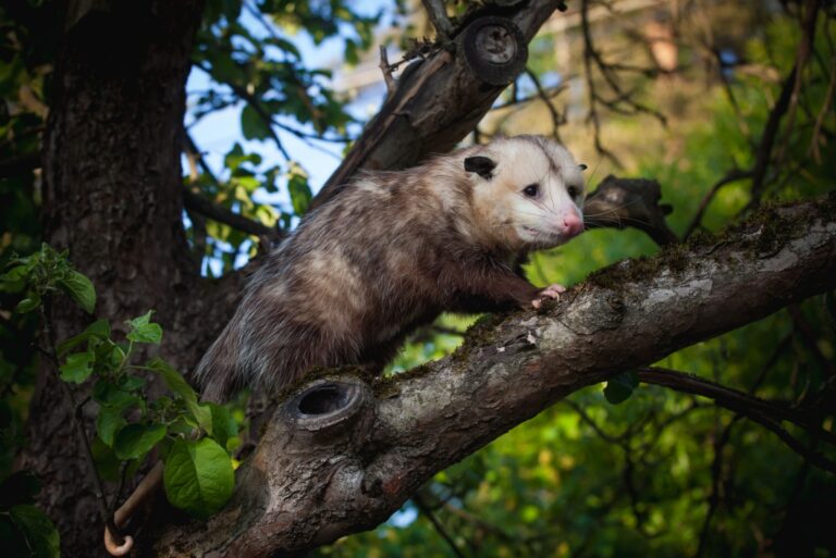 opossum on a tree