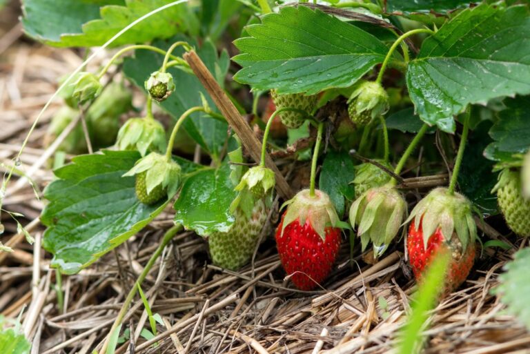 Strawberries growing on a bush in the garden.