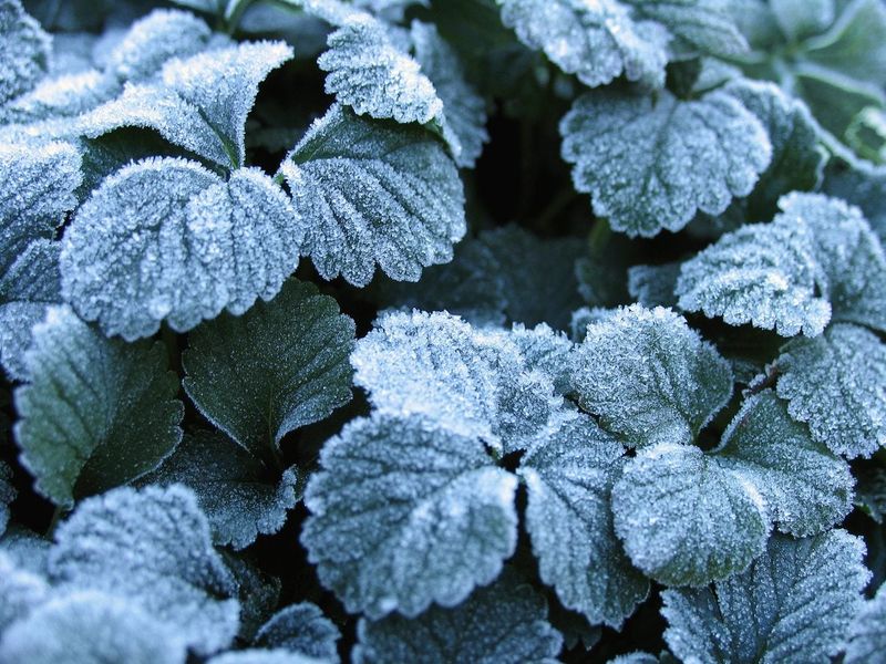 Frost Damage Prevention