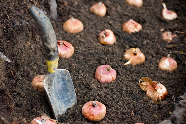 planting bulbs (featured image)