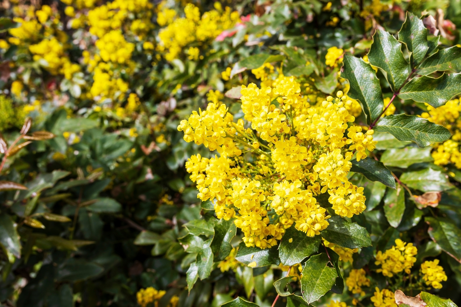 Oregon grape (featured image)