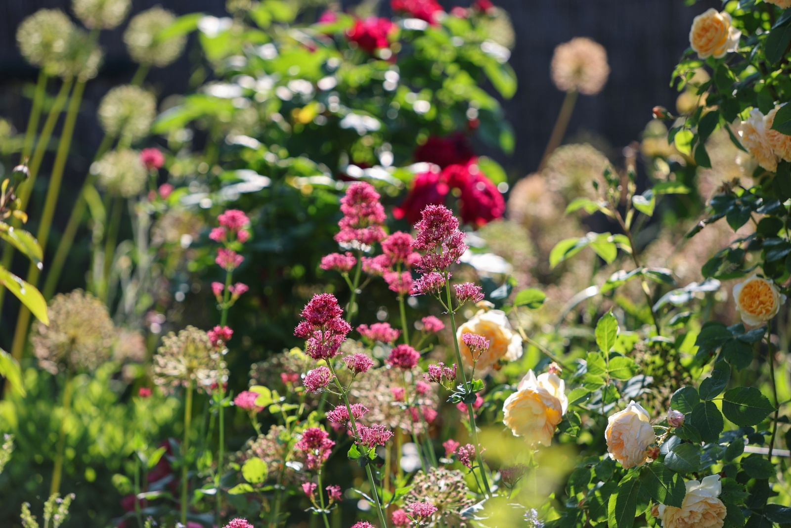 10 Simple Ways To Keep Flowers Blooming Longer In Your California Garden