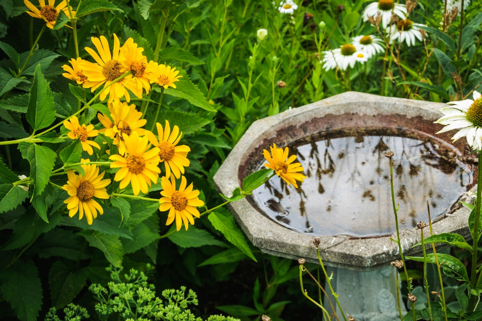 10 Simple Ways To Make Your California Yard A Certified Wildlife Habitat