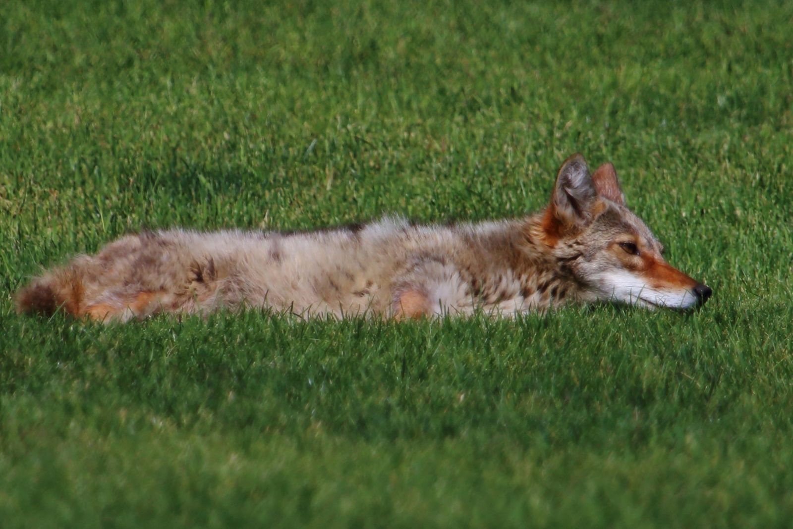 10 Smart Things To Do If A Coyote Shows Up In Your Oklahoma Yard