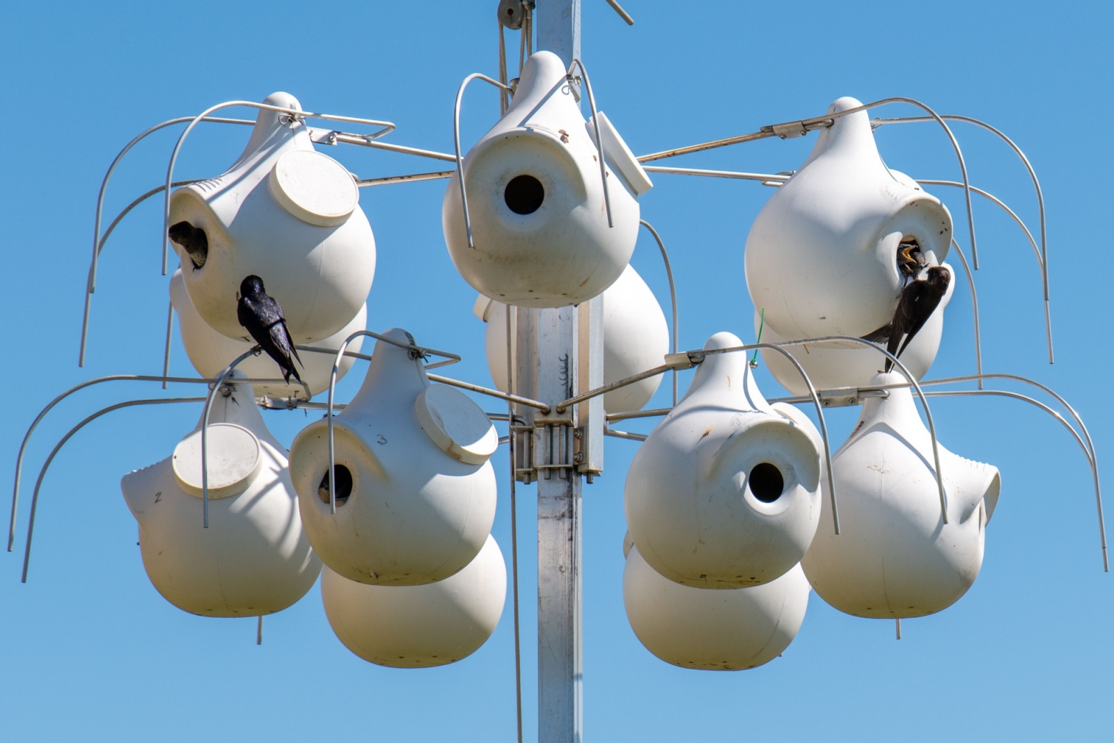 10 Smart Ways To Attract Purple Martins To Your Virginia Backyard