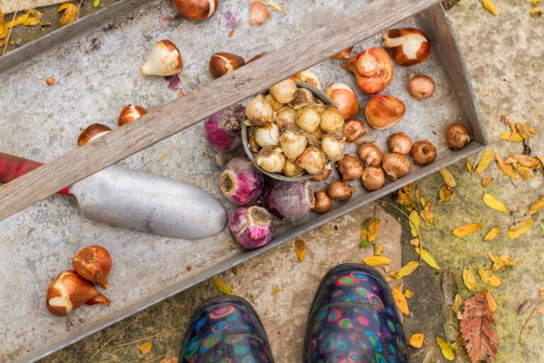 gardener prepares fall bulbs for planting