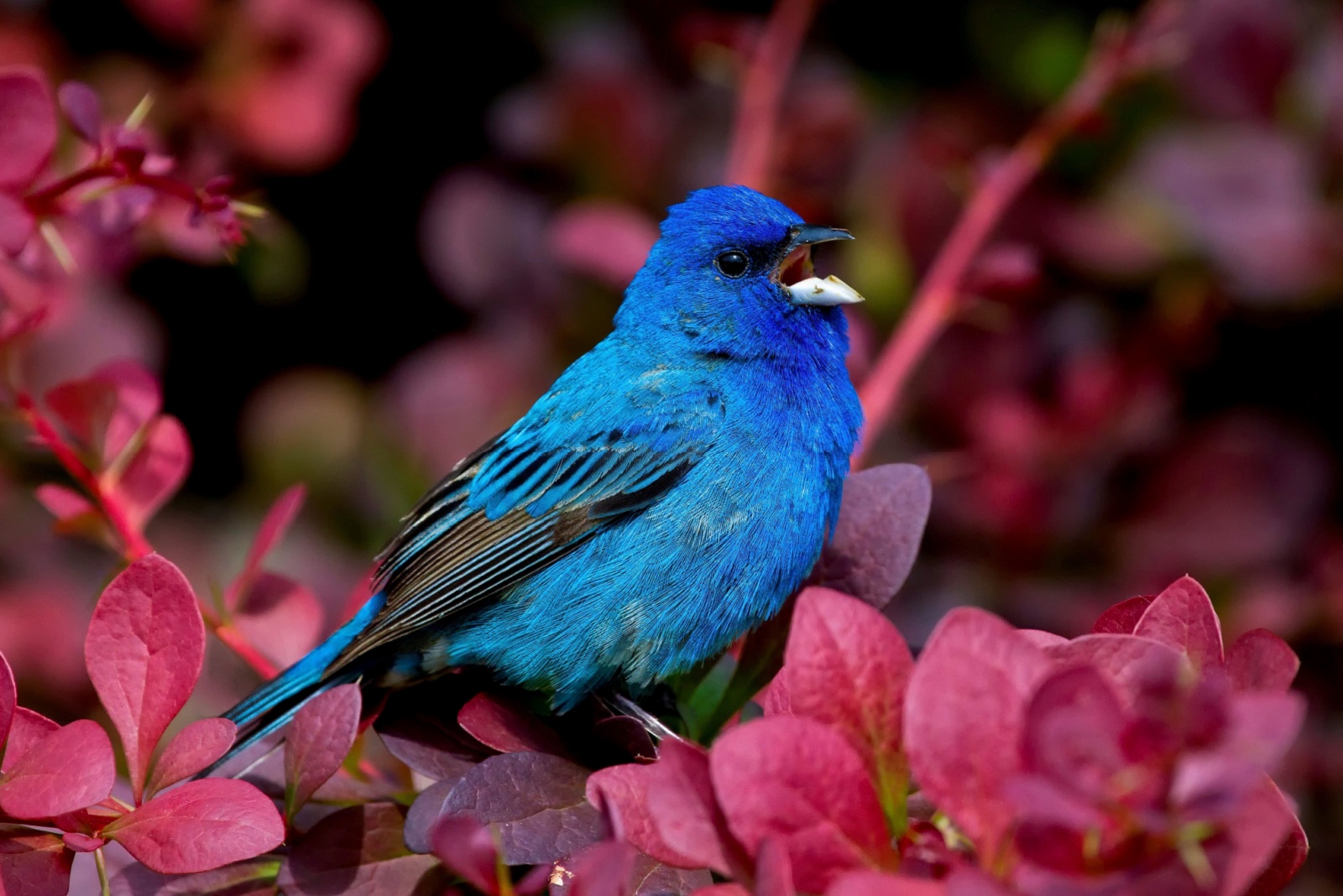 10 Striking Birds South Carolina Gardeners Can Spot At Home
