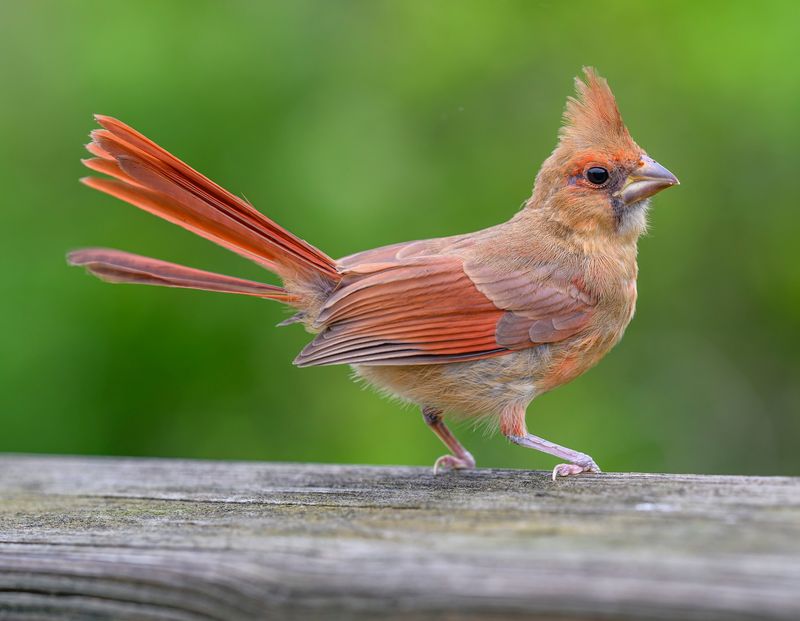 Northern Cardinal's Brilliant Red Plumage