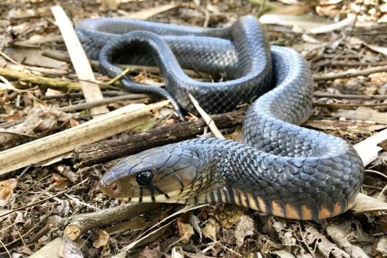Wild Texas indigo snake