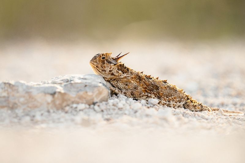 Horned Lizards (Horny Toads)