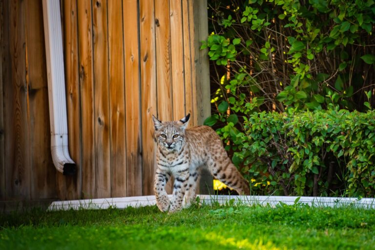 Wild Bobcat encroaching on city