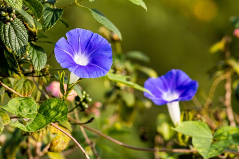 morning glory flower vine