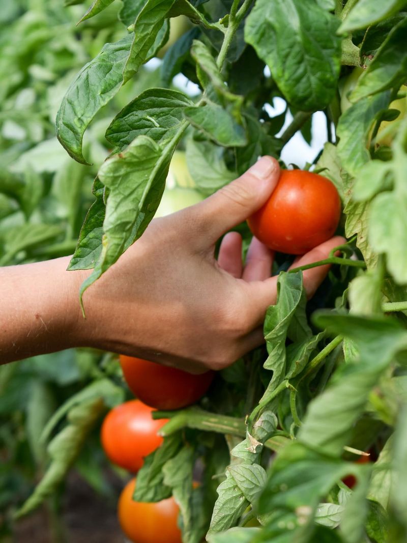 Warm-Season Vegetables Like Tomatoes