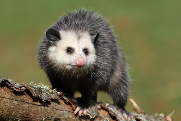 possum