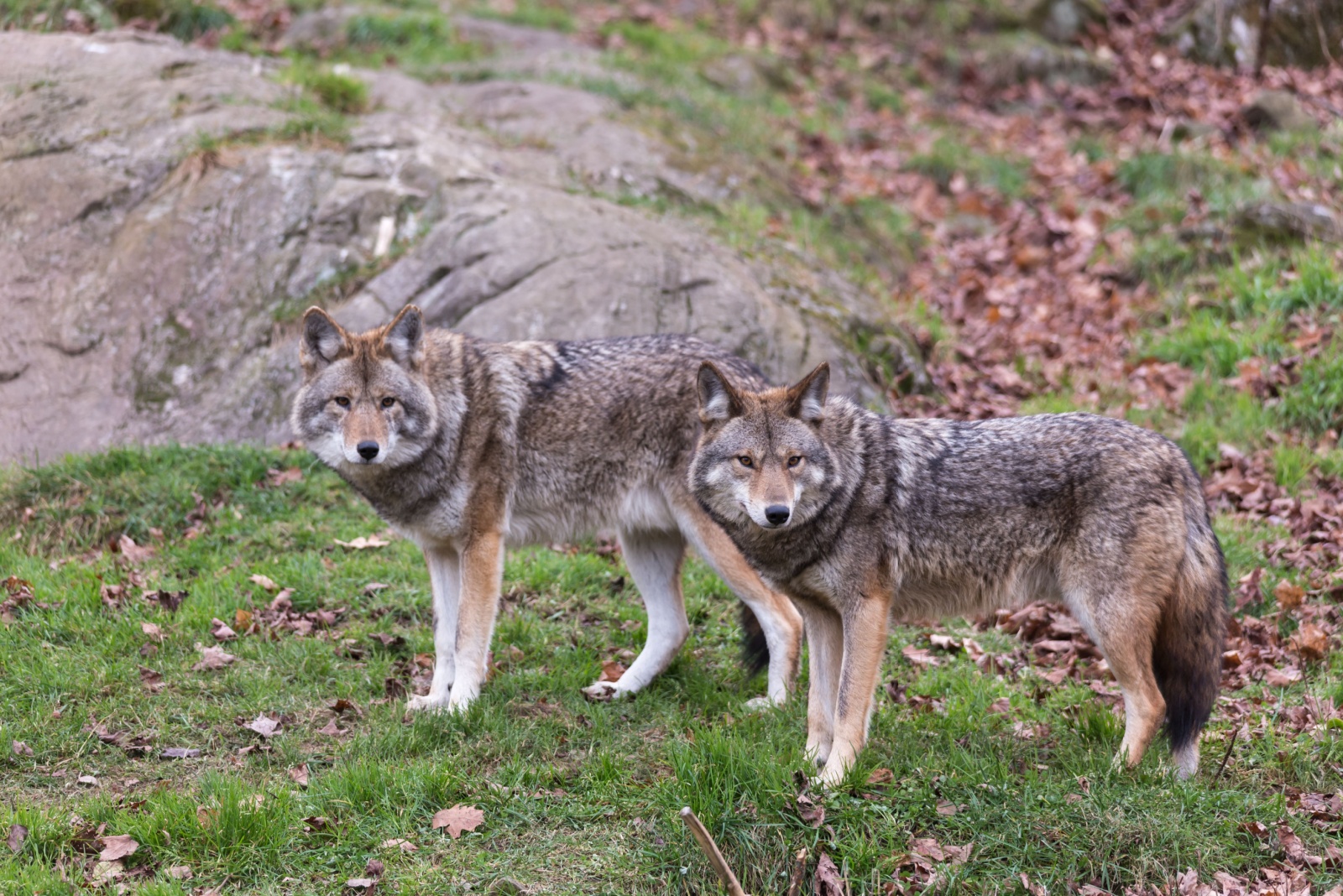 10 Things You Should Do If A Coyote Appears In Your New Mexico Yard (And 3 You Shouldn’t)