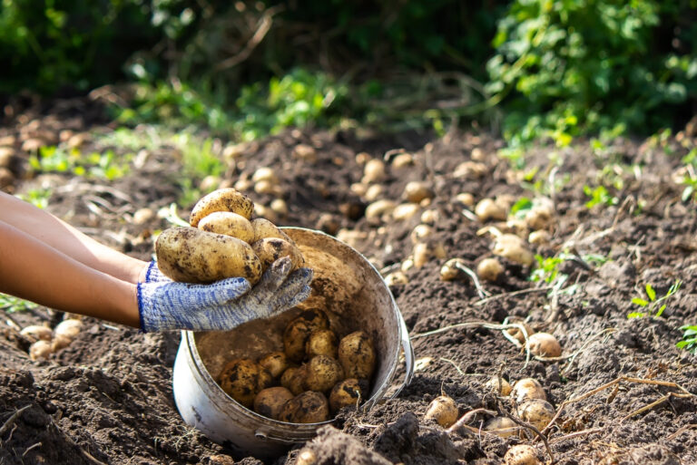 harvesting vegetables (featured image)