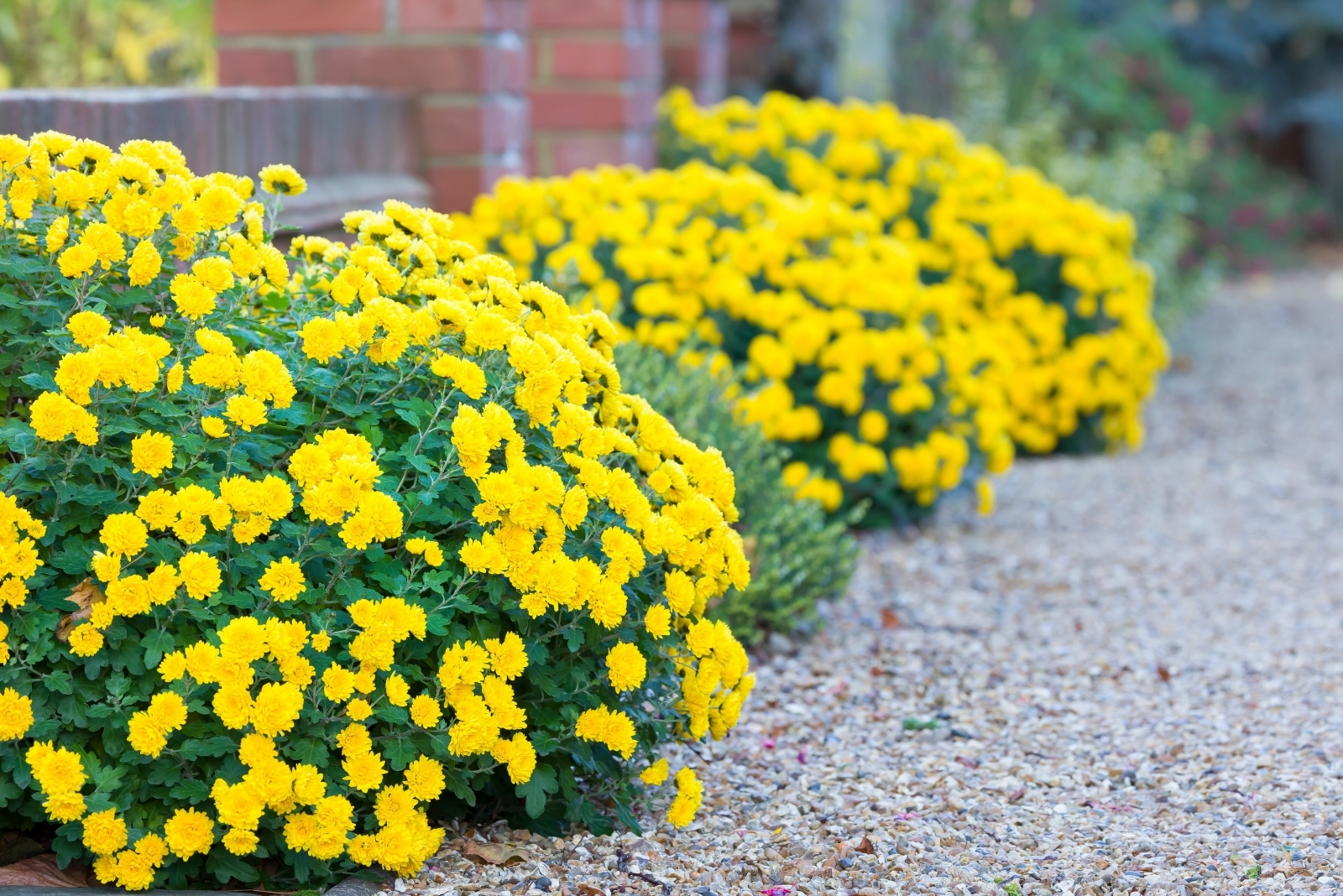 10 Tips For Keeping Mums Fresh All Fall In New York Without Crispy Leaves