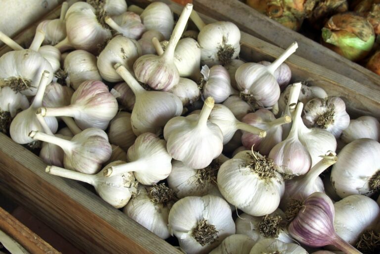 Harvest garlic stored in a wooden box