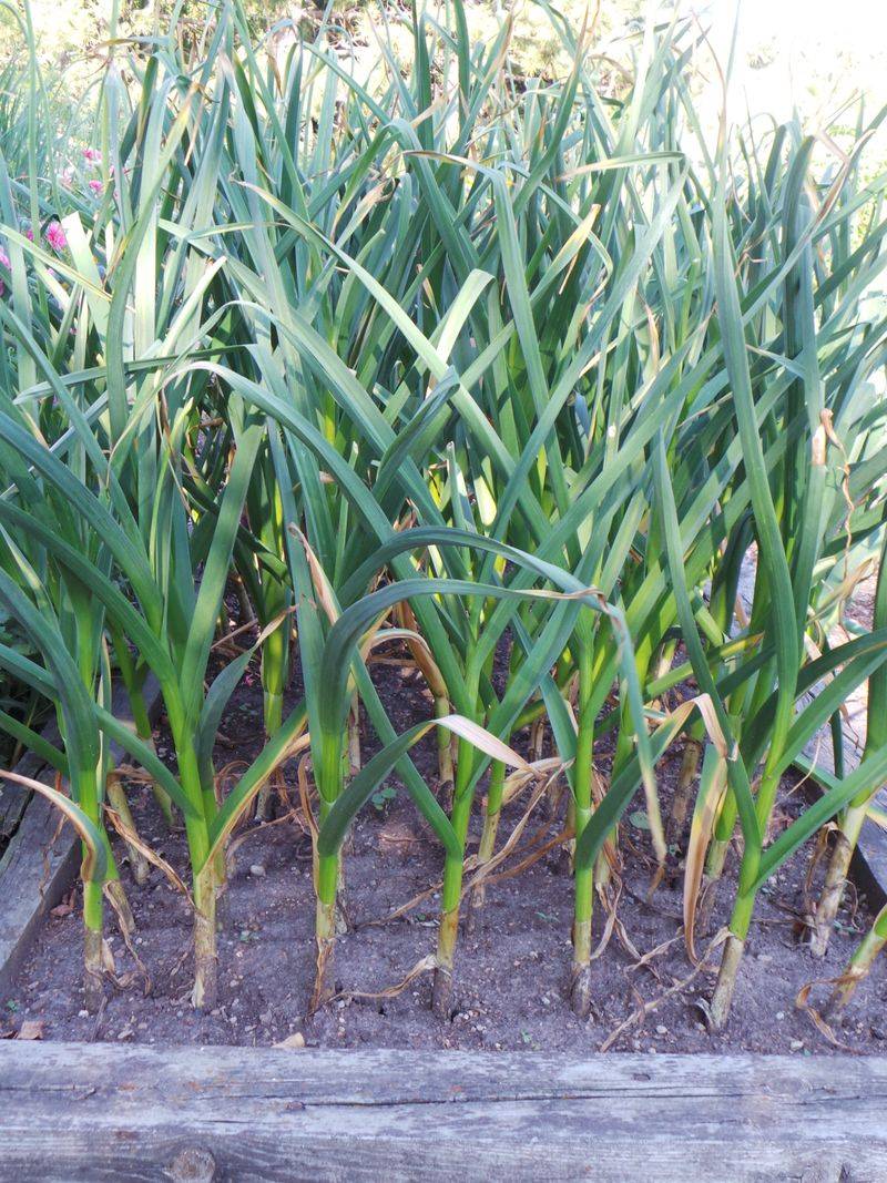 Watch For The Right Harvest Signs