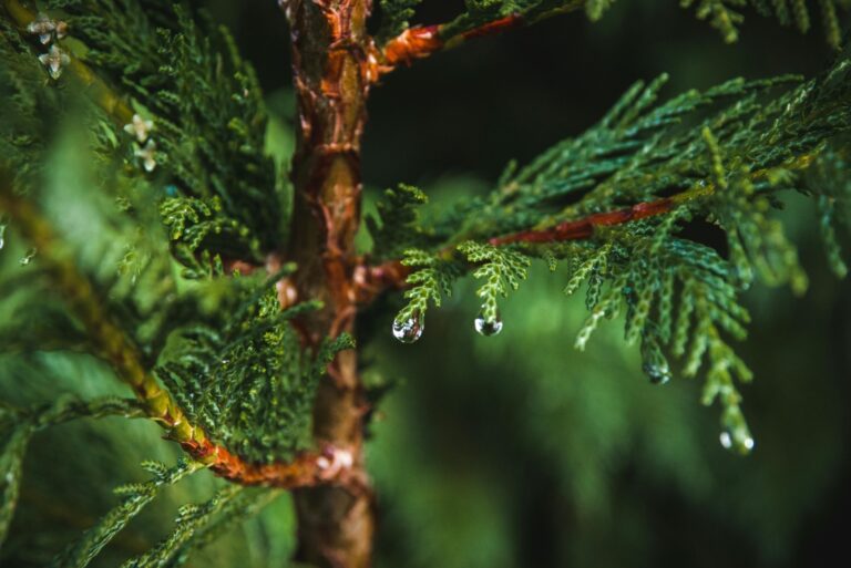 eastern red cedar tree