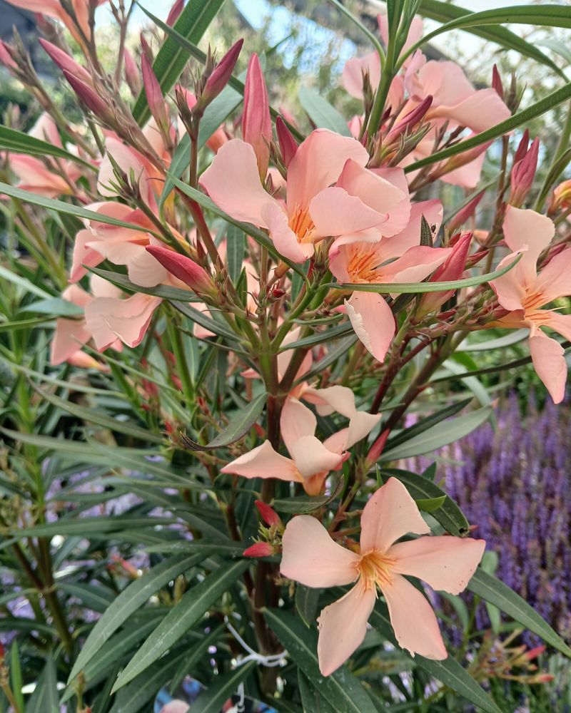 Oleander: The Deceptively Pretty Killer