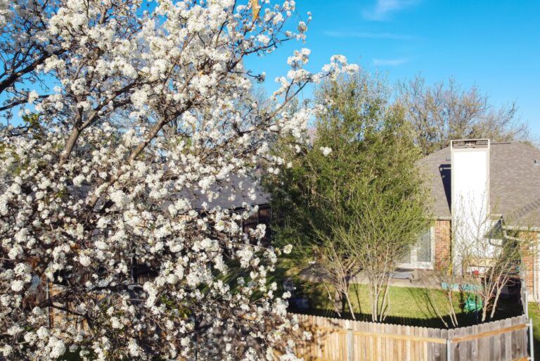 breadford pear blossoms