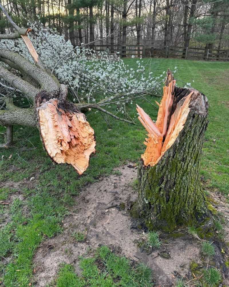 Bradford Pear