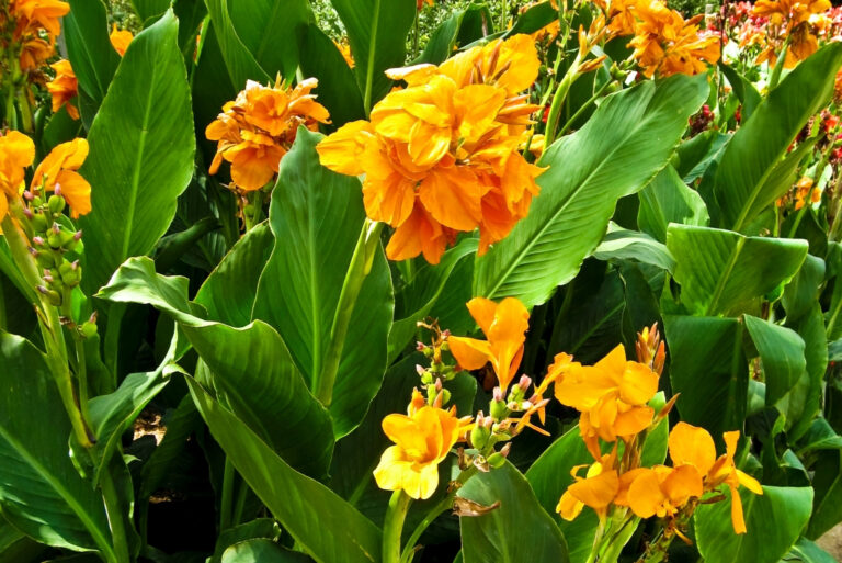 canna lily (featured image)