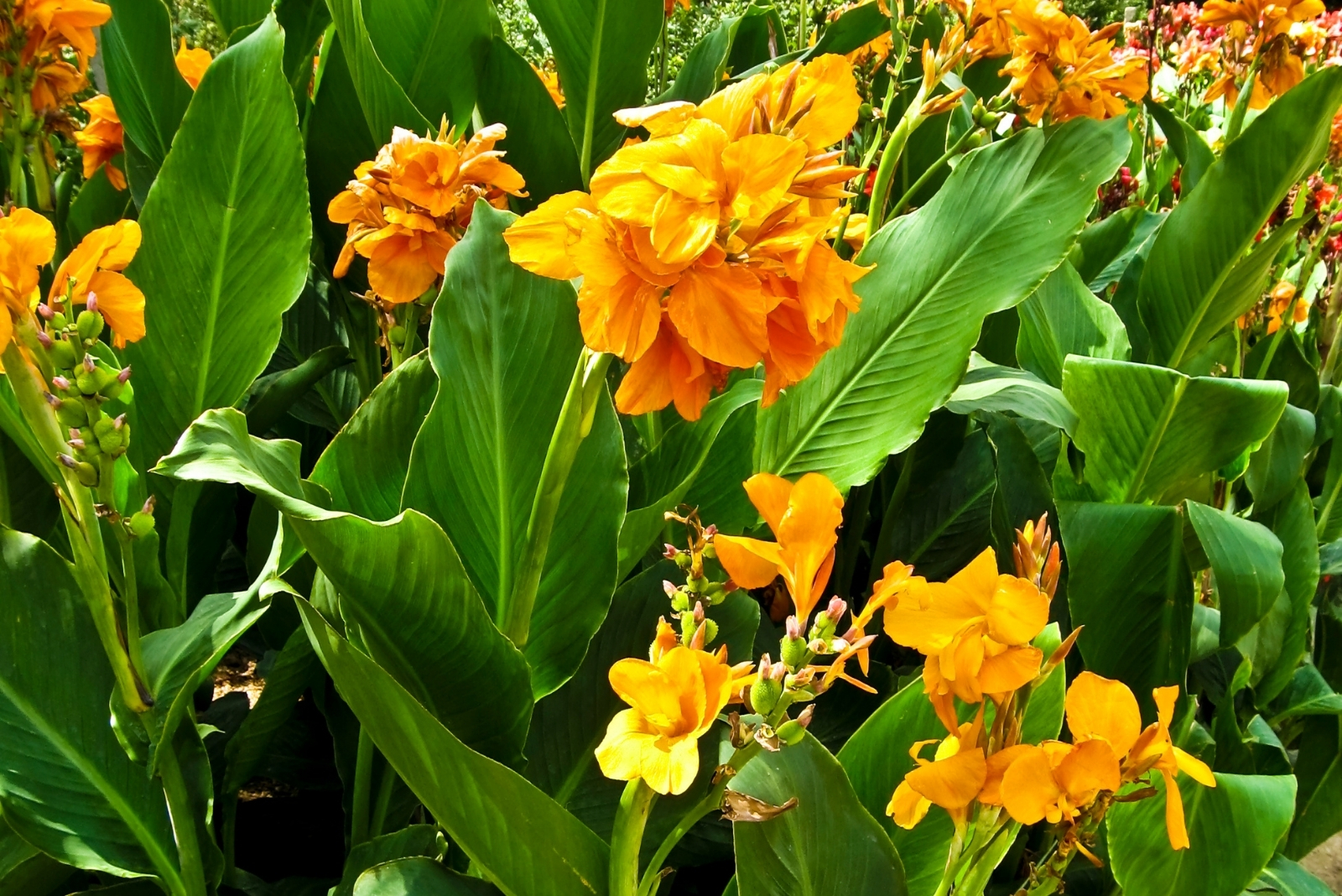 10 Tropical Garden Ideas With Cannas, Bananas, And Elephant Ears In Florida