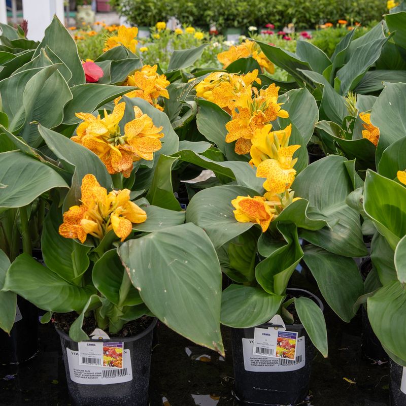 Cannas Border