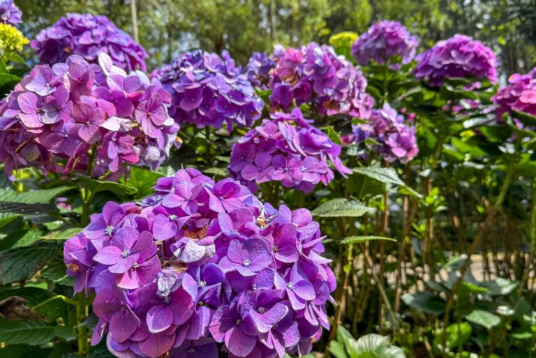 purple hydrangea flowers