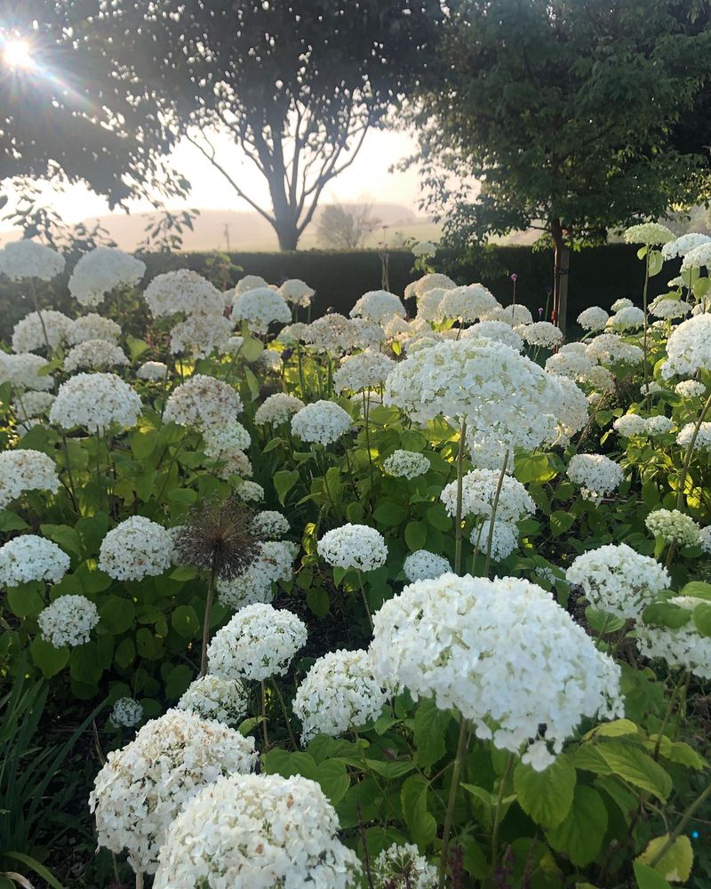 Morning Sun Only Policy