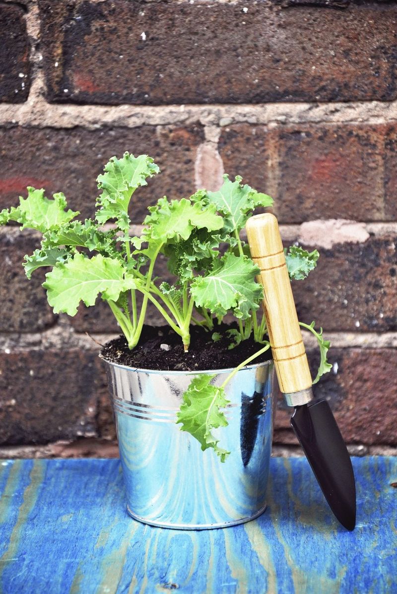 Leafy Kale Champions Winter Harvests
