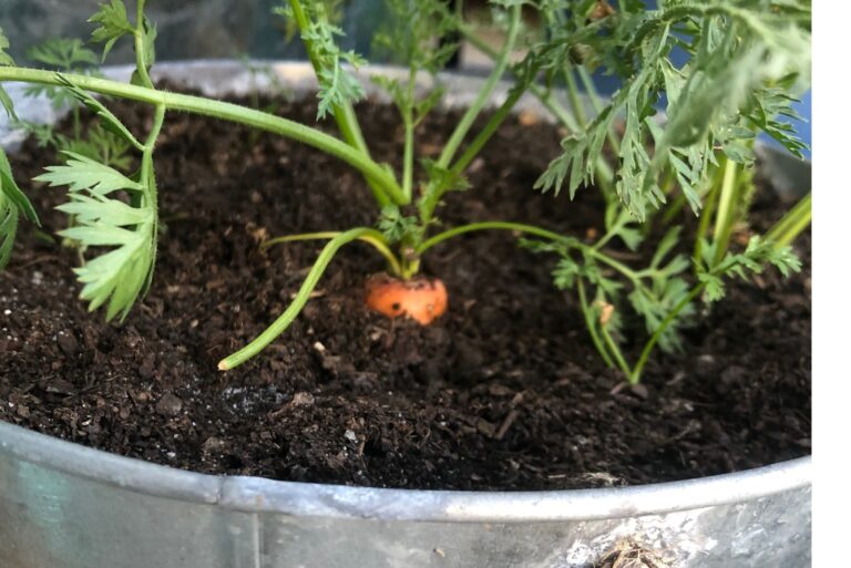 carrot bucket