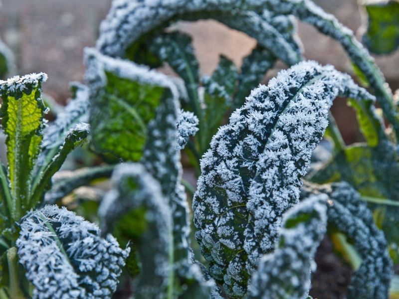 Leafy Kale Thrives In Chilly Ohio Temperatures