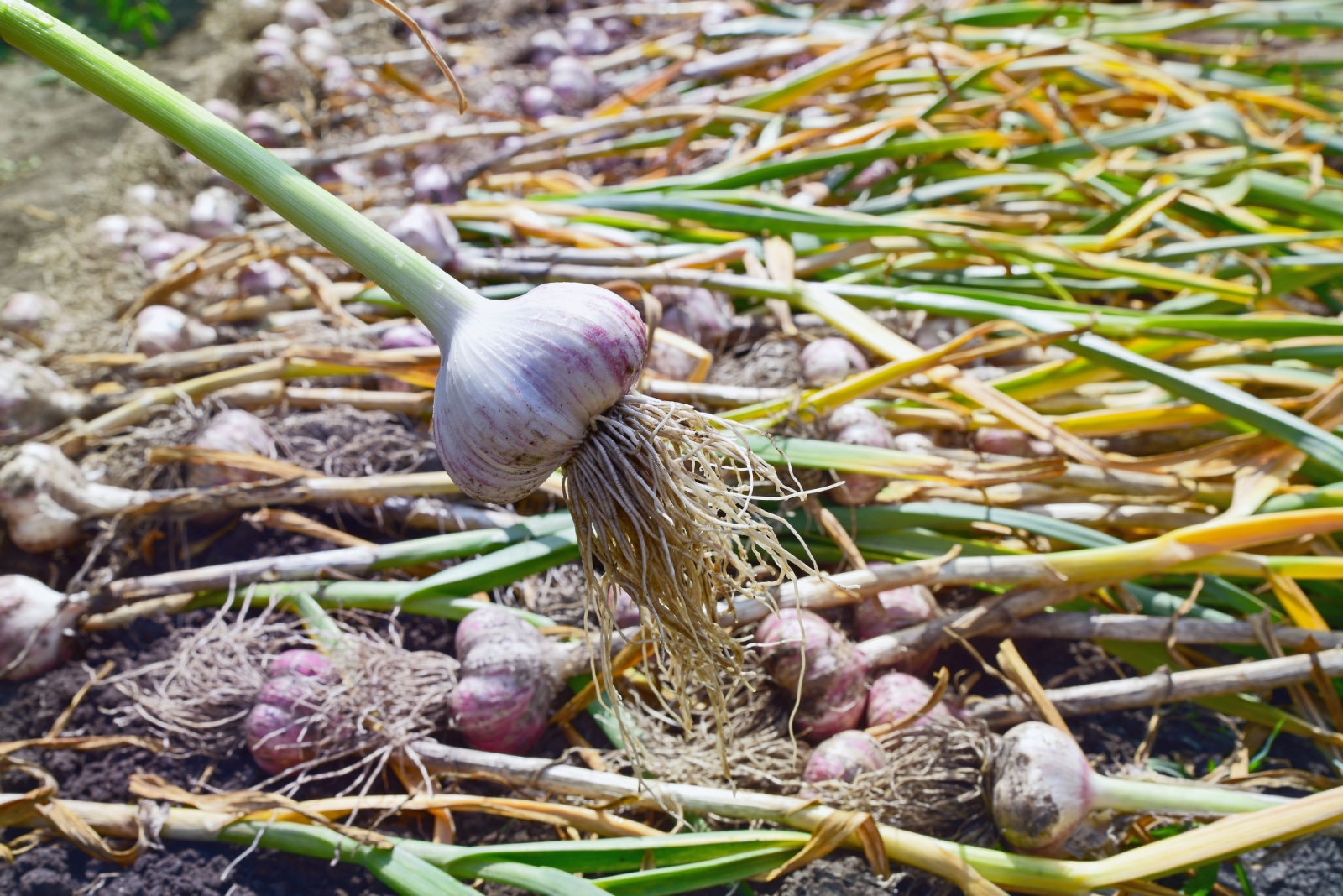 10 Vegetables That Make The Most Of Illinois’s Four-Season Climate