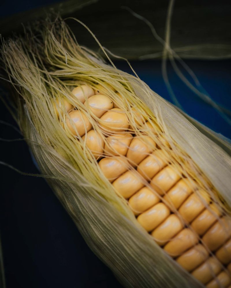 Sweet Corn: Summer's Golden Treasure