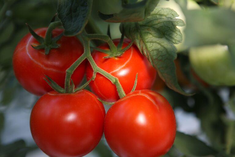 bunch of red natural tomatoes in organic vegetable garden.