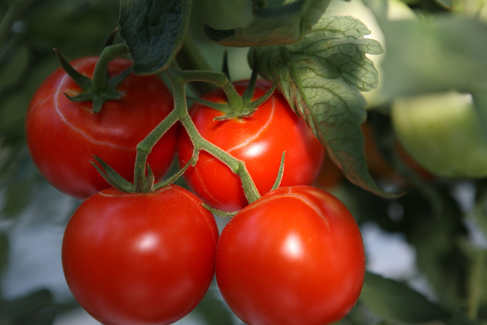 10 Vegetables That Thrive In Ohio’s Four-Season Climate