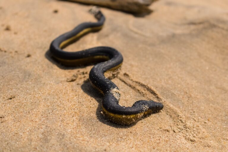 Yellow bellied sea snake on the beach