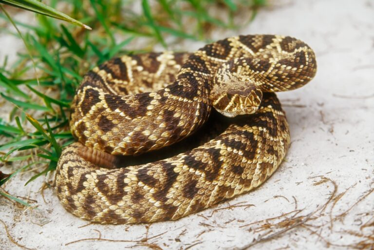 rattlesnake