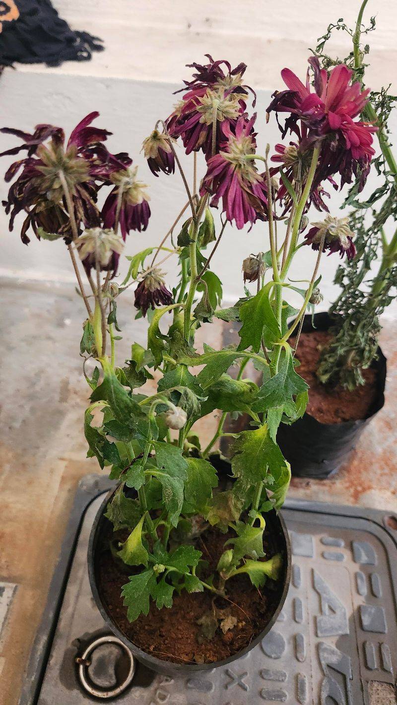 Evening Watering Sessions