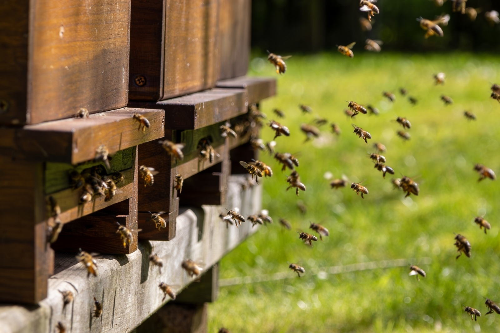 bees (featured image)