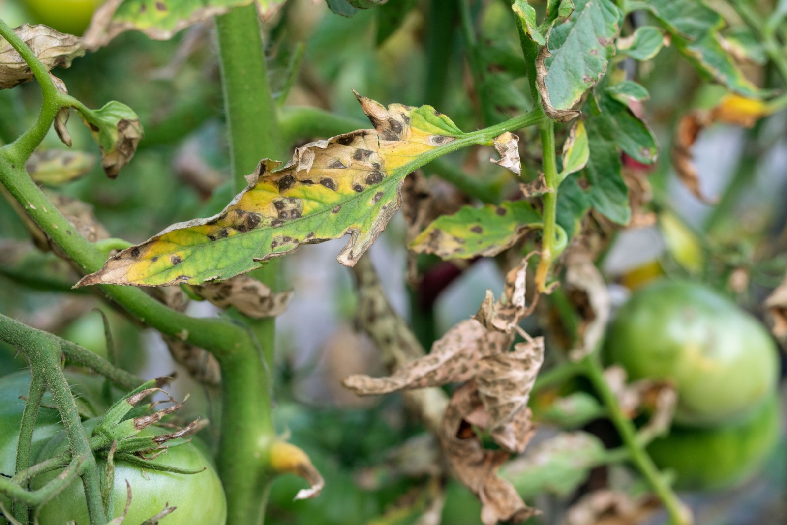 Tomato blight